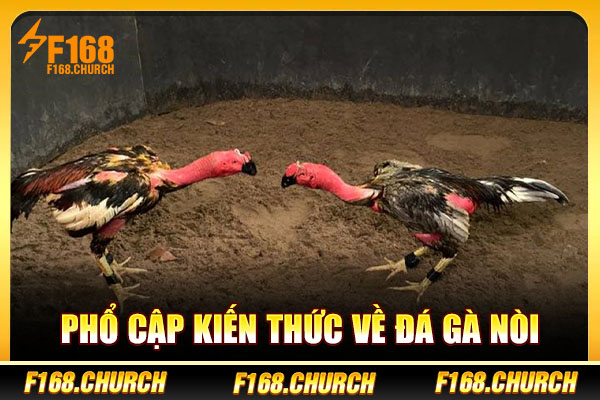 Phổ cập kiến thức về đá gà nòi Phổ cập kiến thức về đá gà nòi